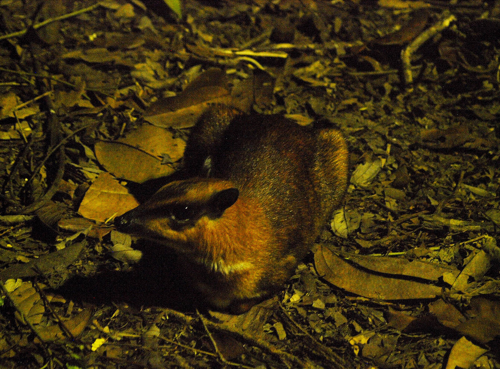 Greater Mouse deer