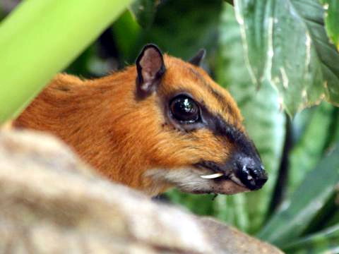 Greater Mouse-deer