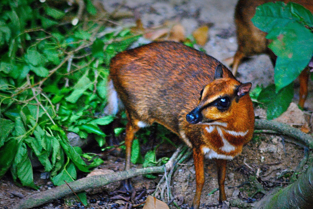 Greater mouse deer