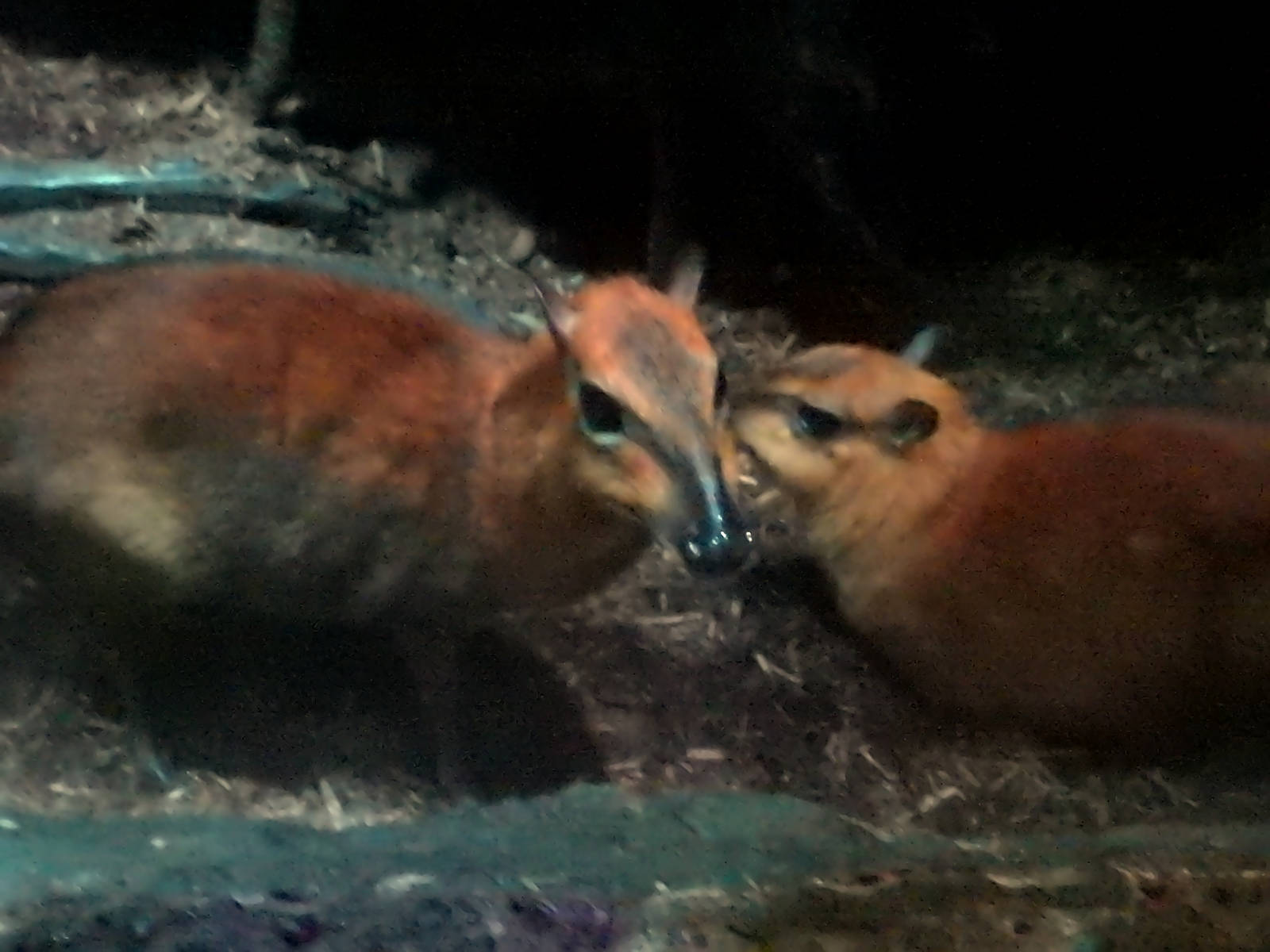 Greater Mouse Deer