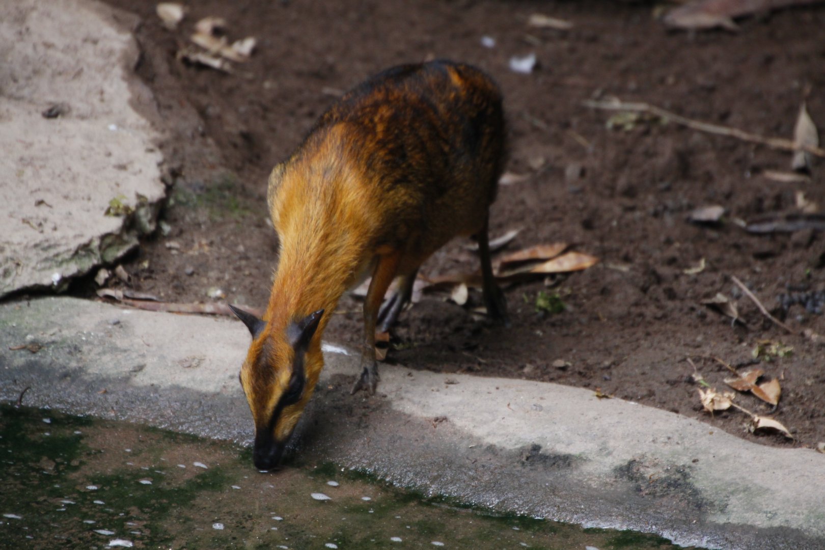 Greater mouse deer