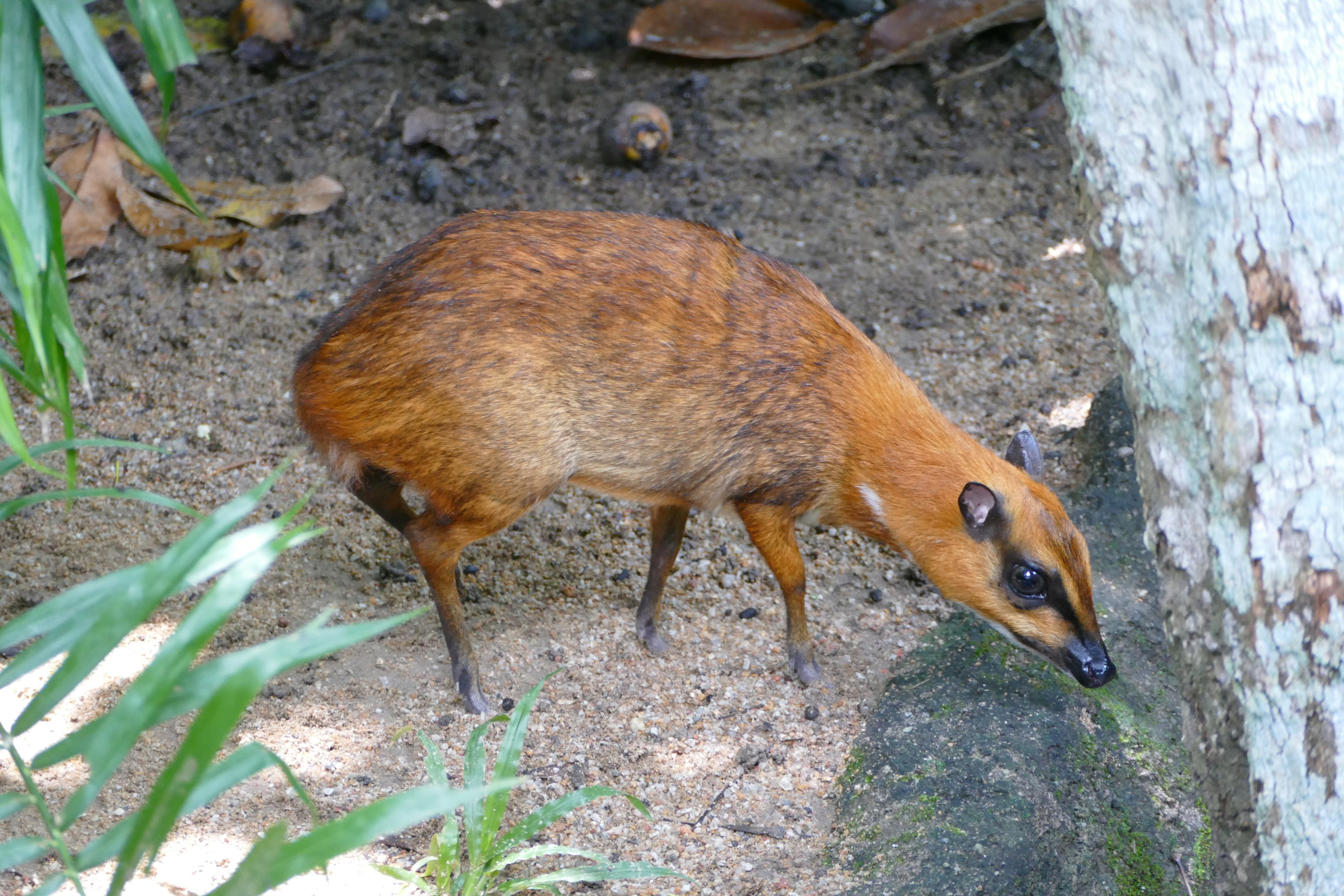 Greater mouse-deer