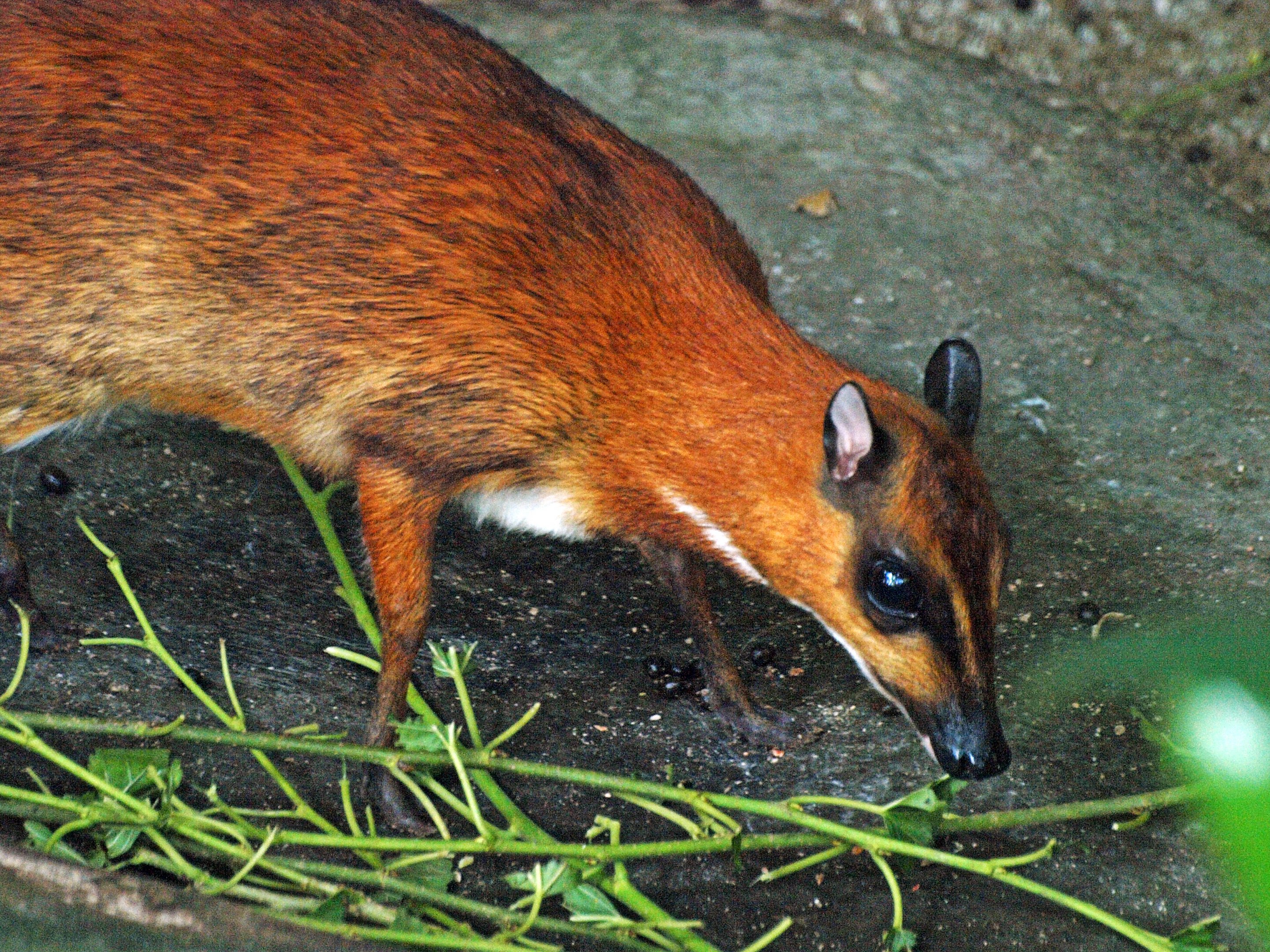 Greater Mouse Deer