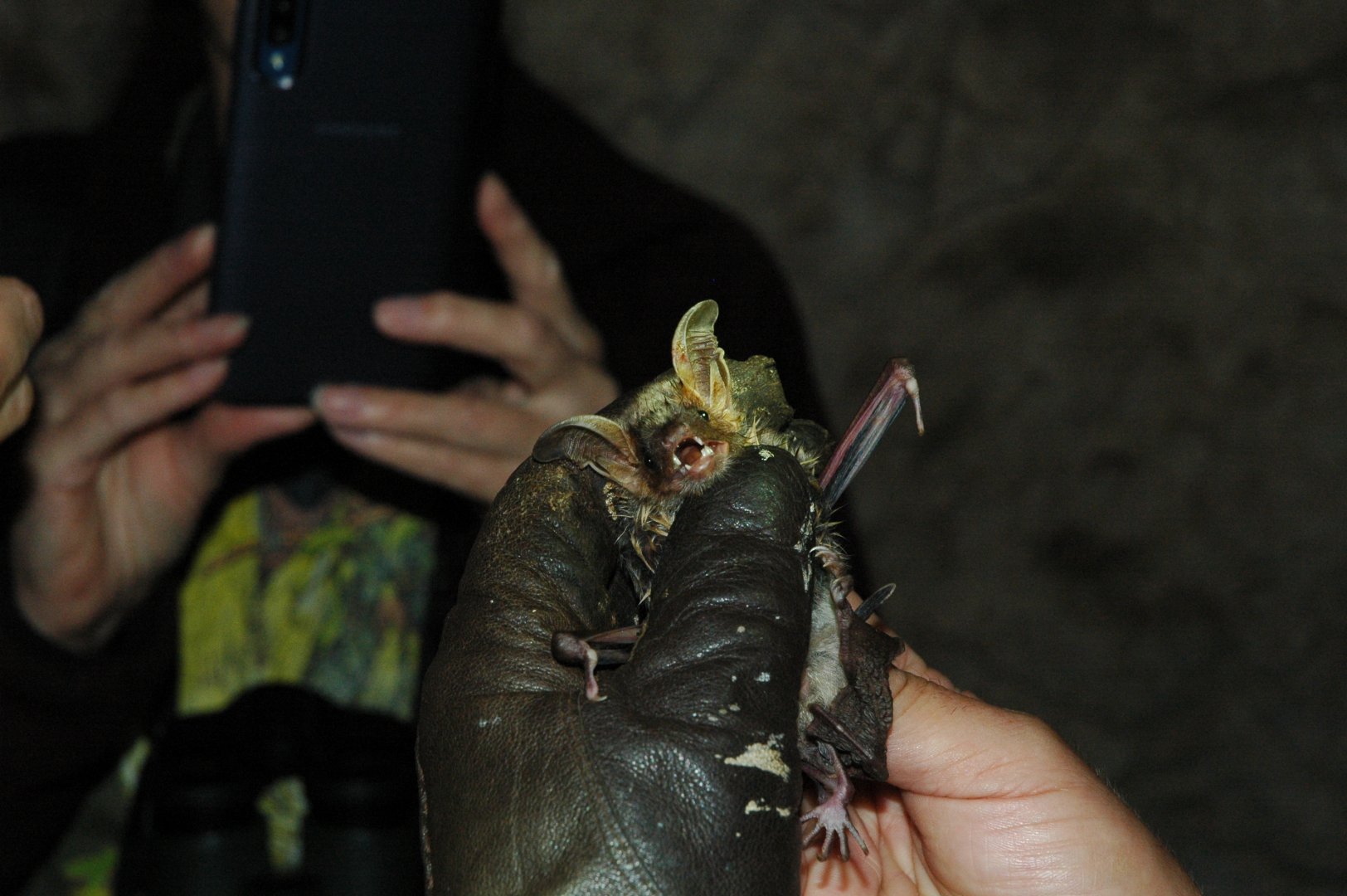 Greater Mouse-eared Bat (Myotis myotis)