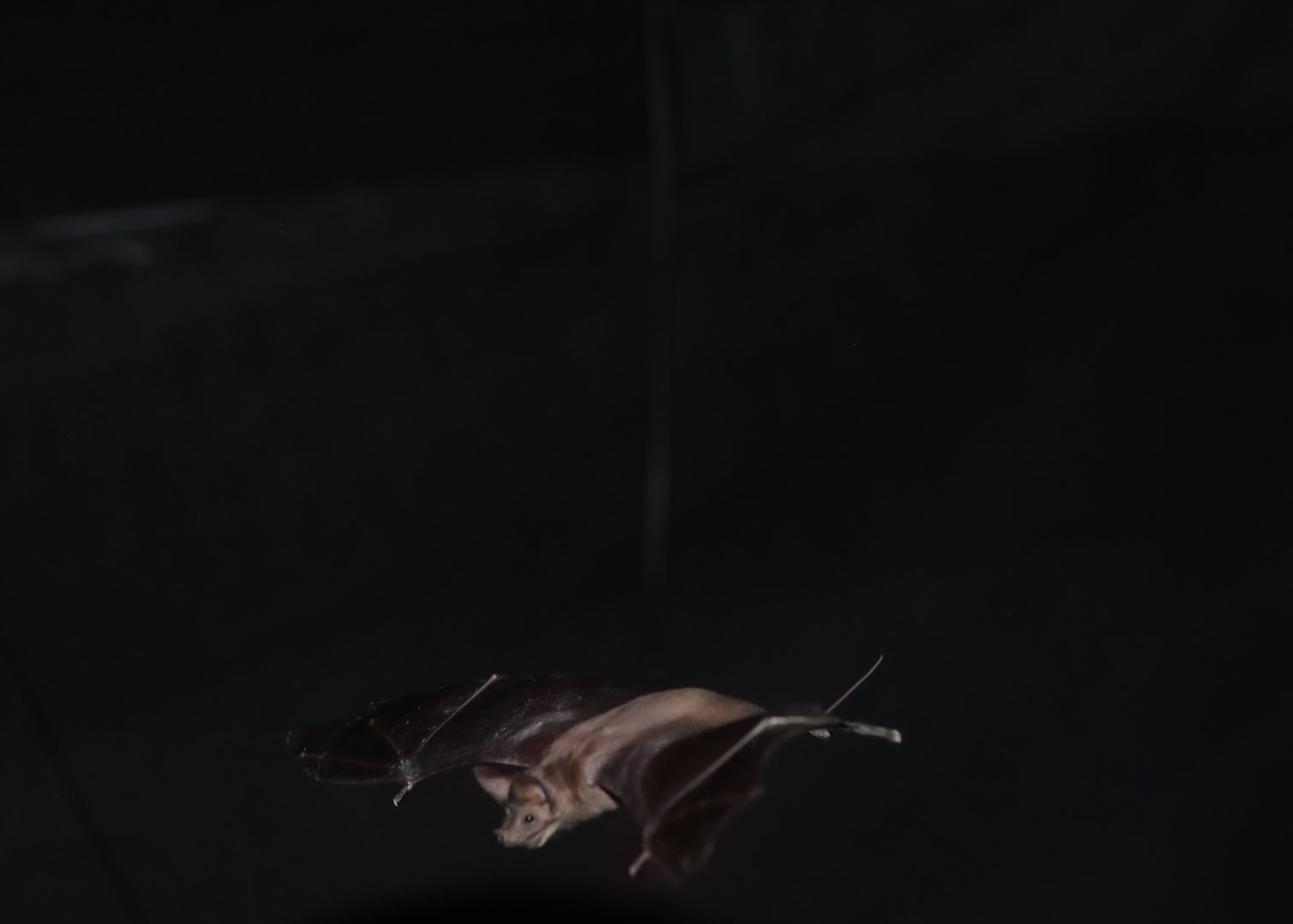 greater mouse-tailed bat (Rhinopoma microphyllum)