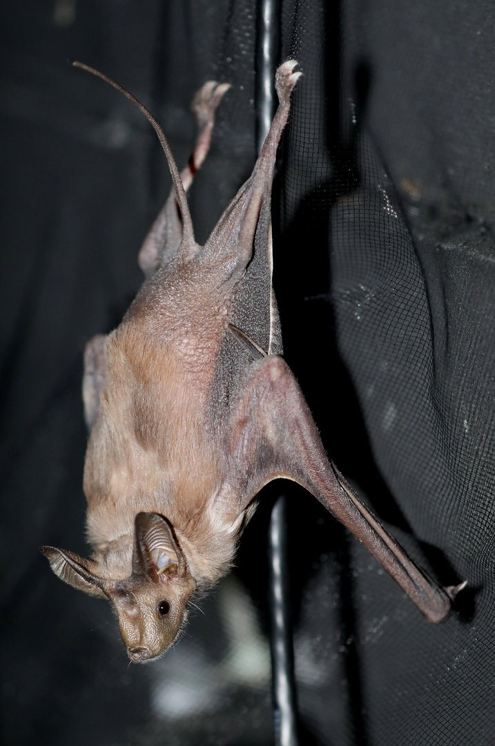 greater mouse-tailed bat (Rhinopoma microphyllum)