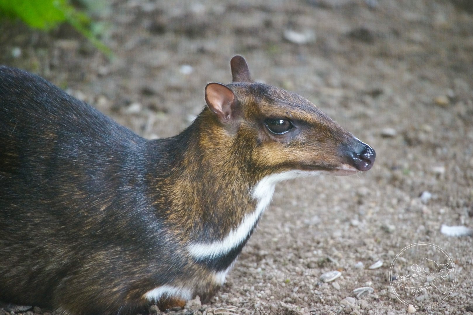 Greater Mousedeer (Tragulus napu)