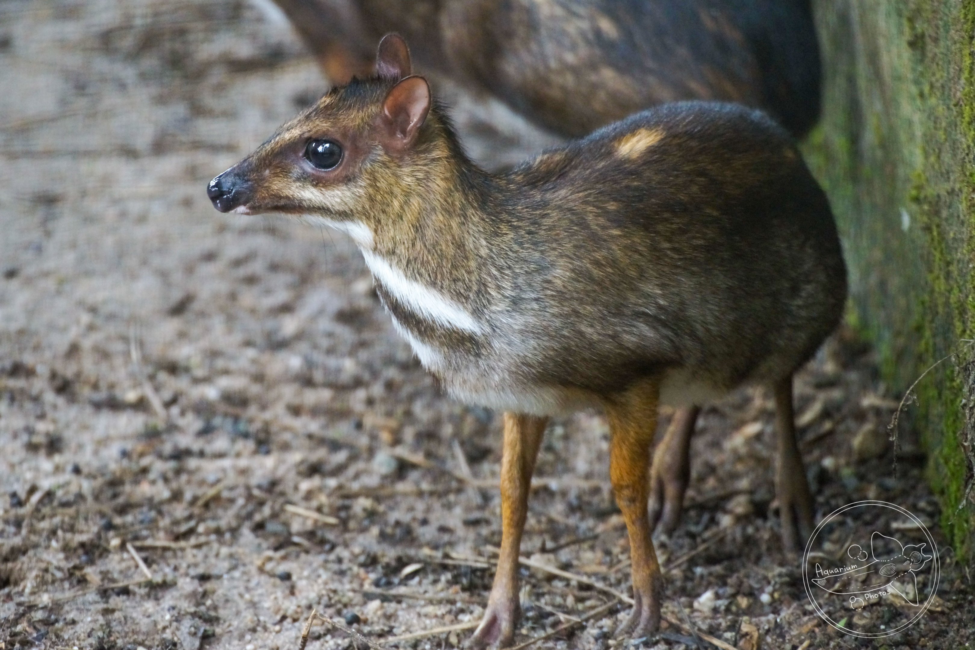 Greater Mousedeer (Tragulus napu)