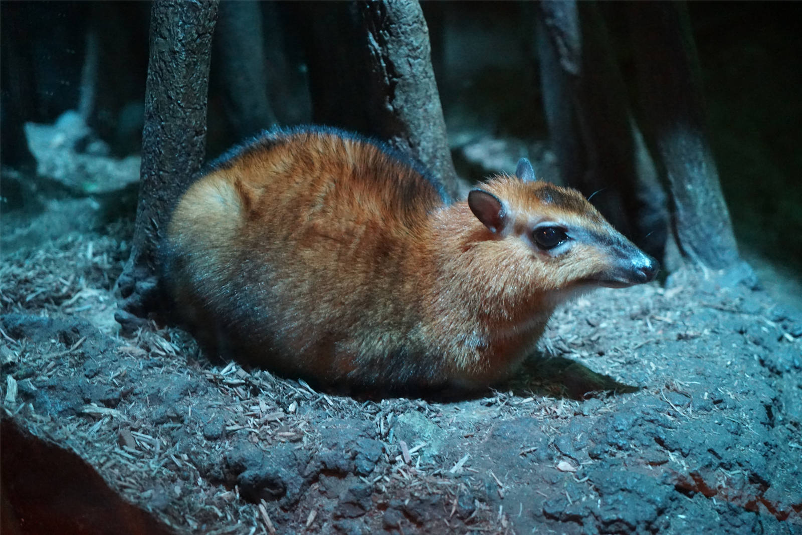 Greater Mousedeer