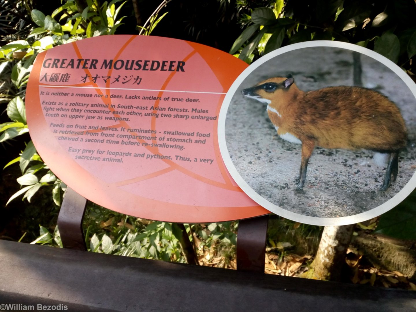 Greater Mousedeer