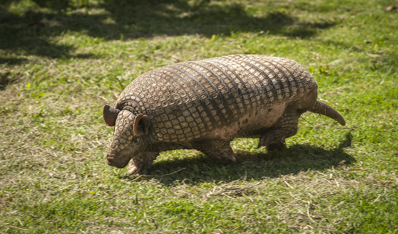 Greater naked-tailed Armadillo (Cabassous tatouay)