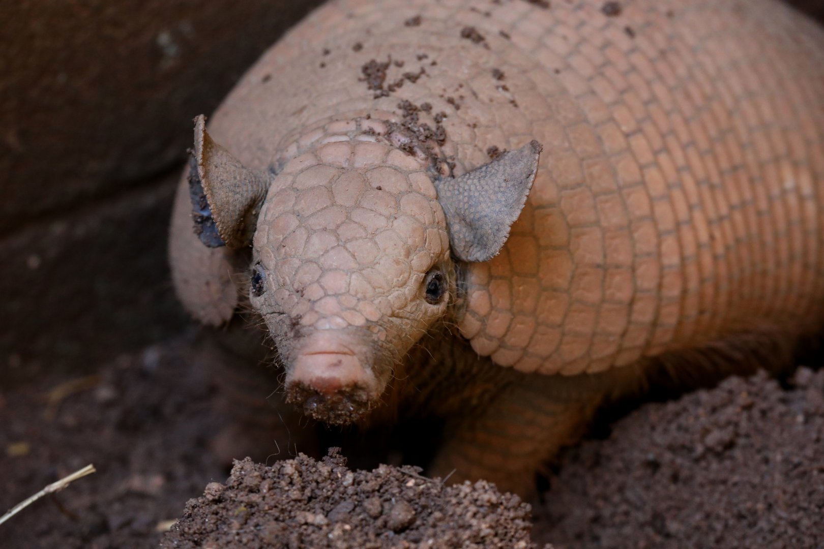 greater naked-tailed armadillo (Cabassous tatouay)