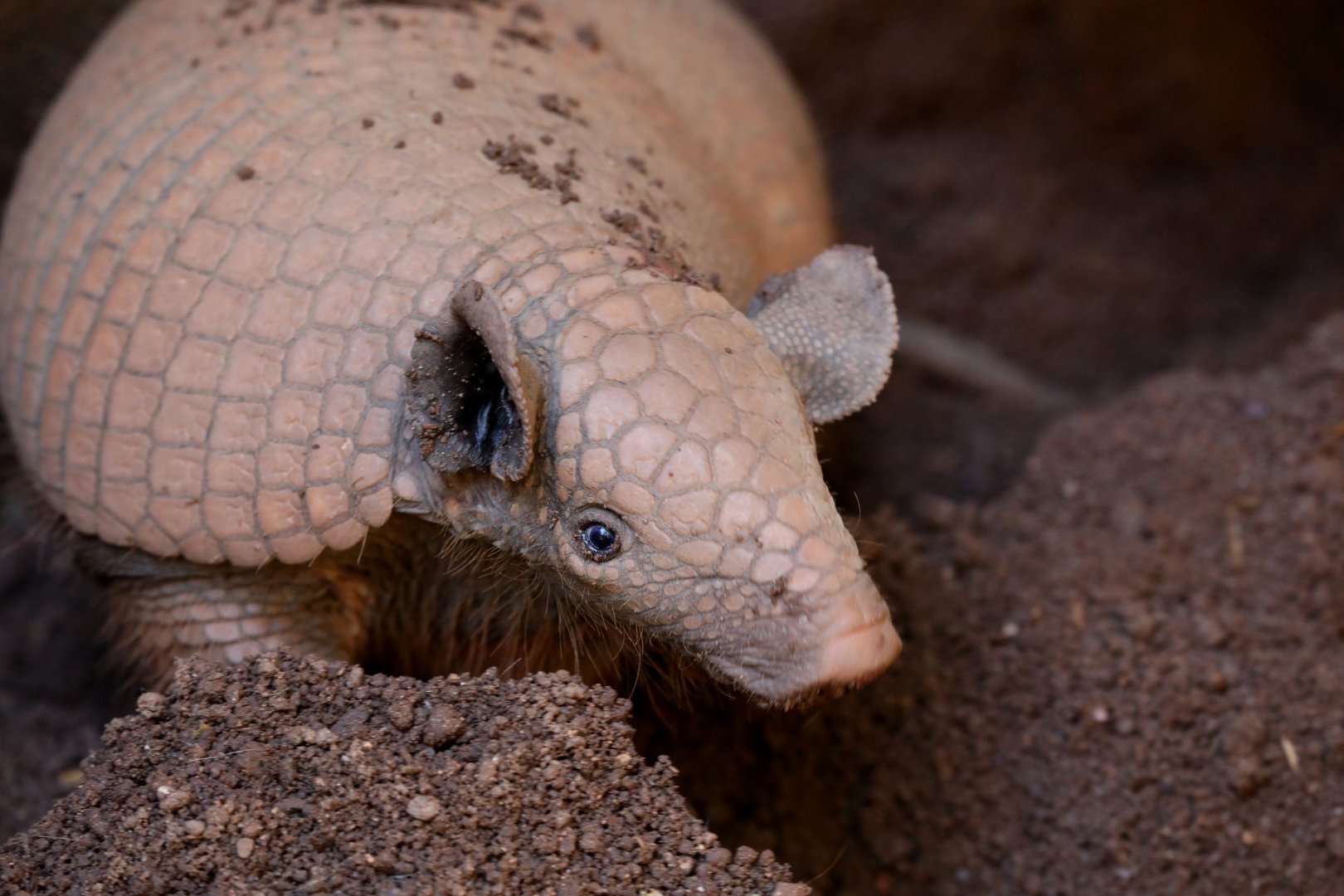 greater naked-tailed armadillo (Cabassous tatouay)