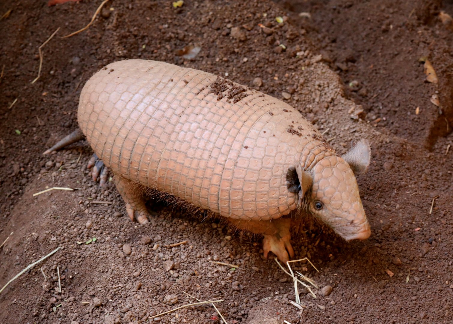 greater naked-tailed armadillo (Cabassous tatouay)