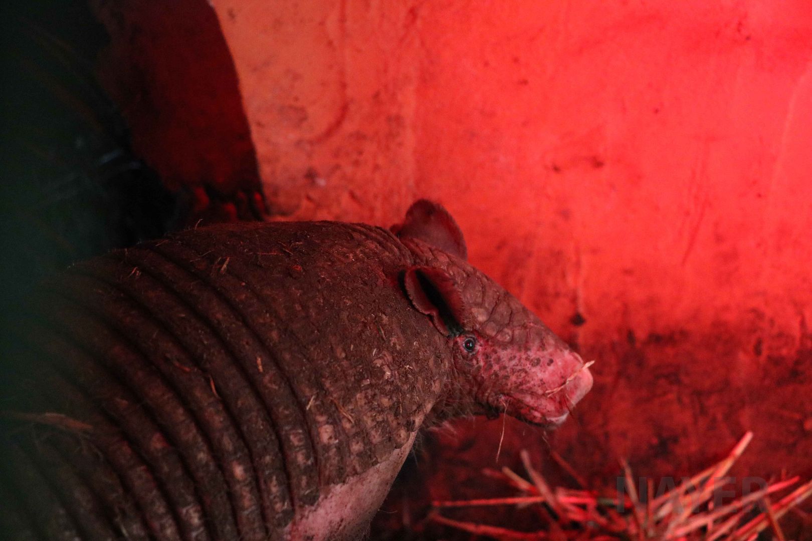 Greater naked-tailed armadillo, May 2016