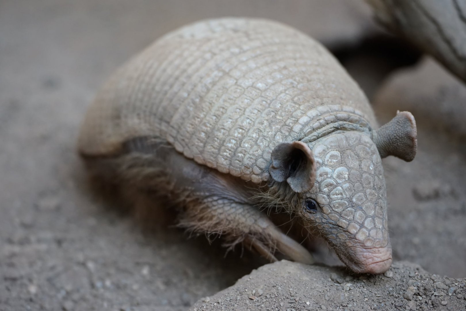 Greater Naked-tailed Armadillo