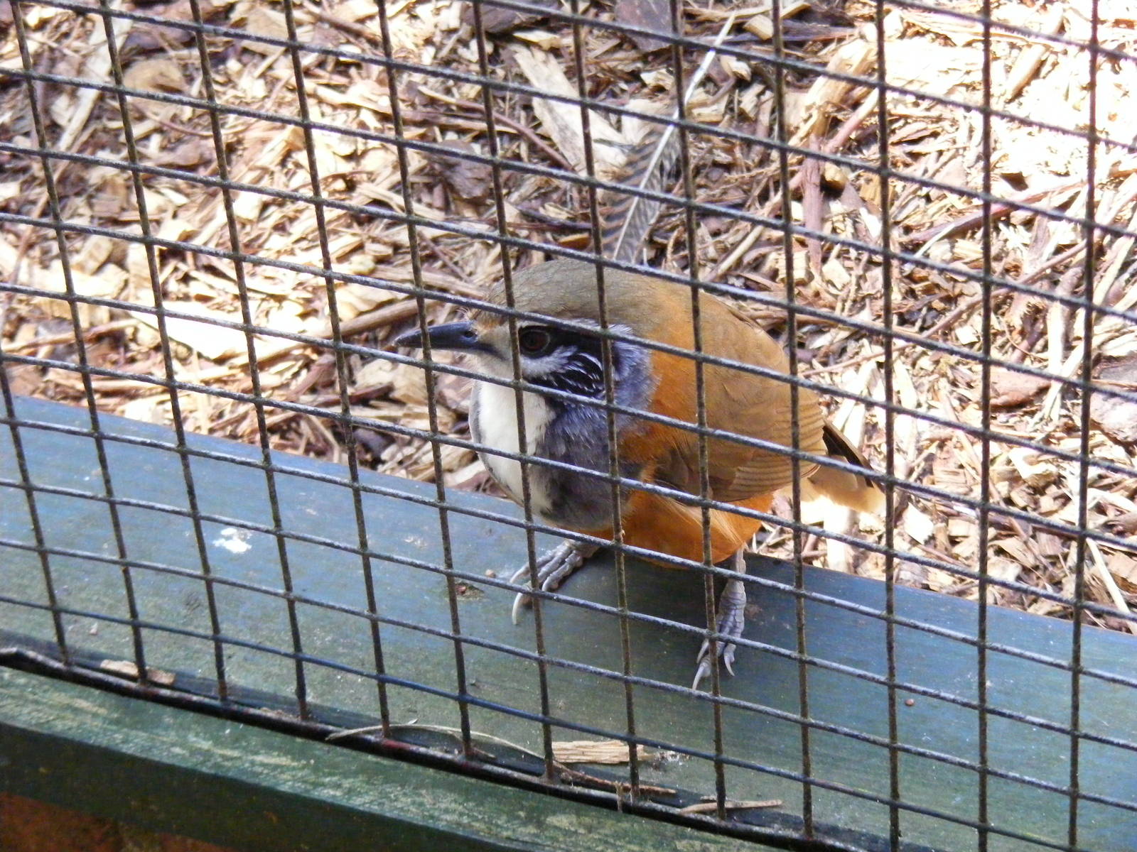 Greater necklaced laughing thrush at Birdworld, 20 June 2010