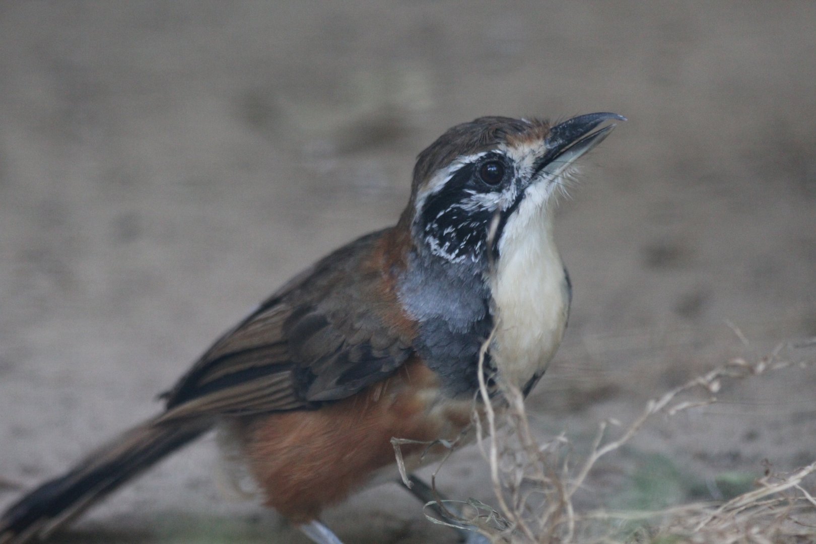 Greater Necklaced Laughing Thrush - July 2019