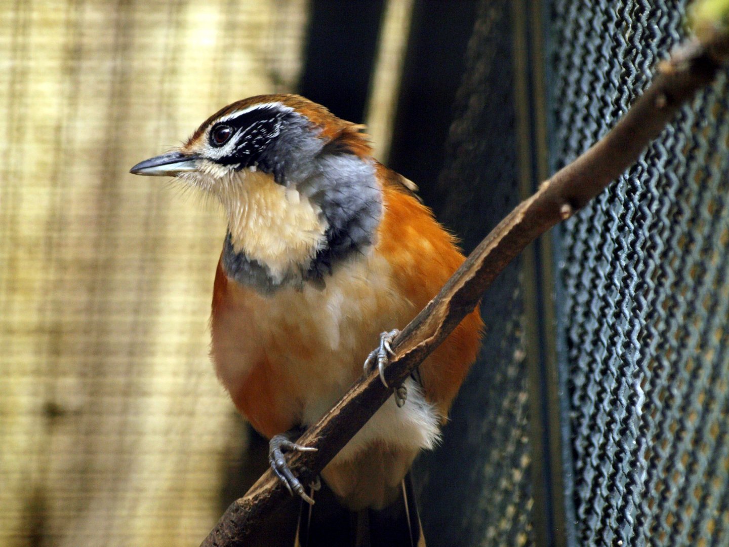 Greater Necklaced Laughing thrush