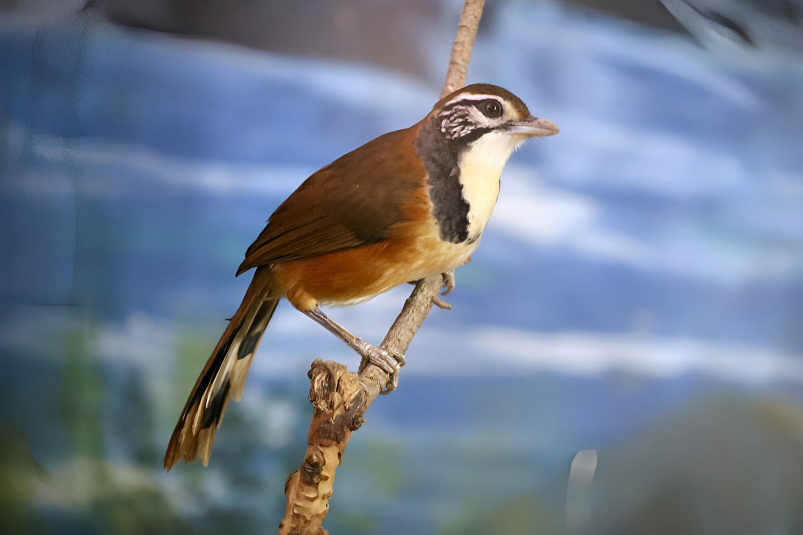 Greater Necklaced Laughingthrush (Garrulax pectoralis)