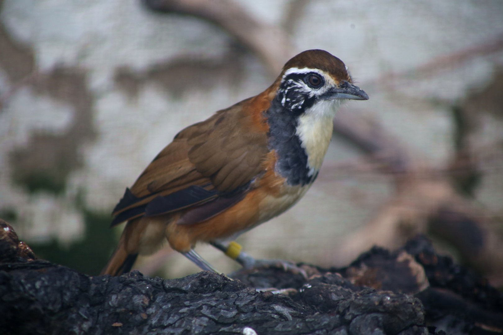 Greater Necklaced Laughingthrush (Pterorhinus pectoralis)