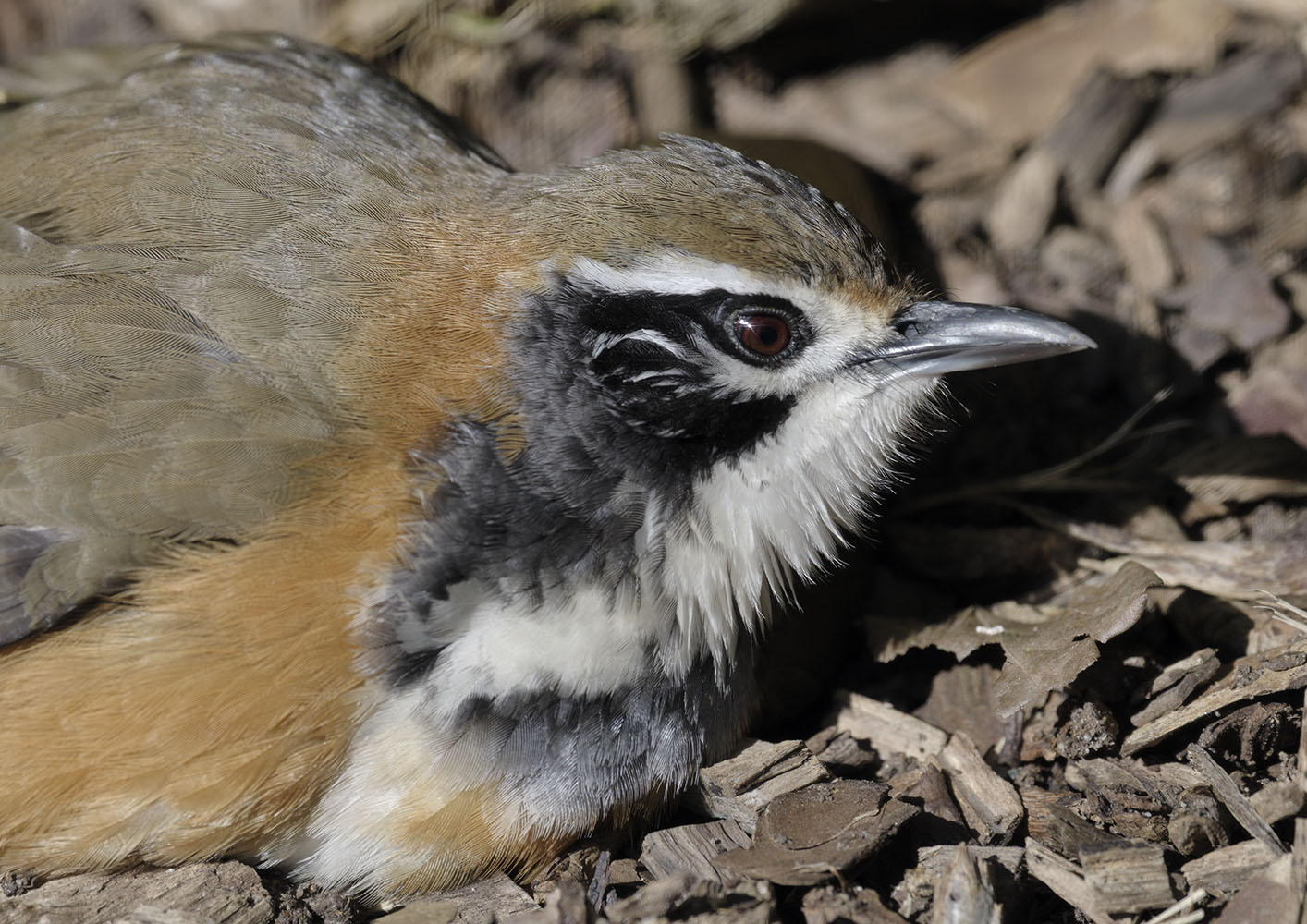 Greater necklaced laughingthrush sunbathing