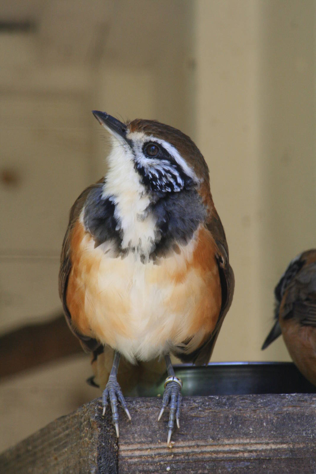 Greater necklaced laughingthrush
