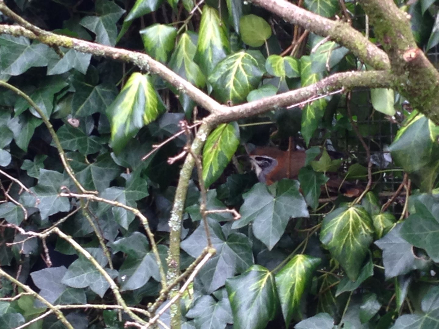Greater Necklaced Laughingthrush