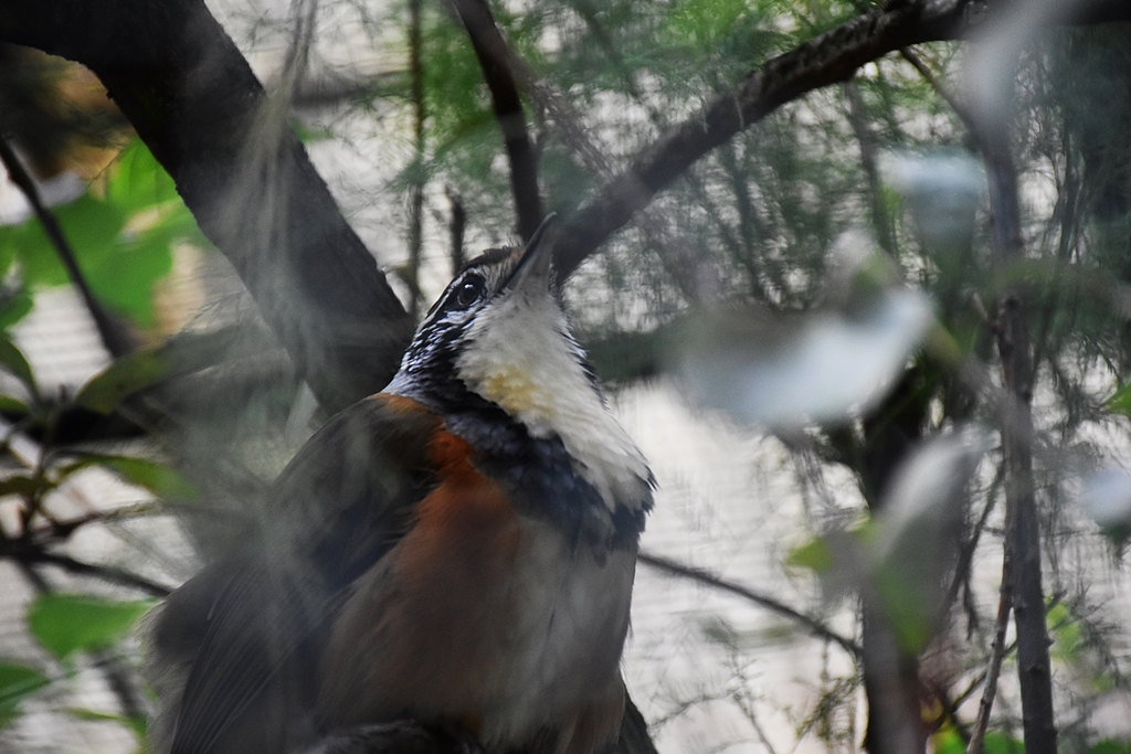 Greater Necklaced Laughingthrush