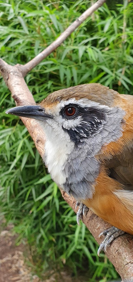 greater necklaced laughingthrush