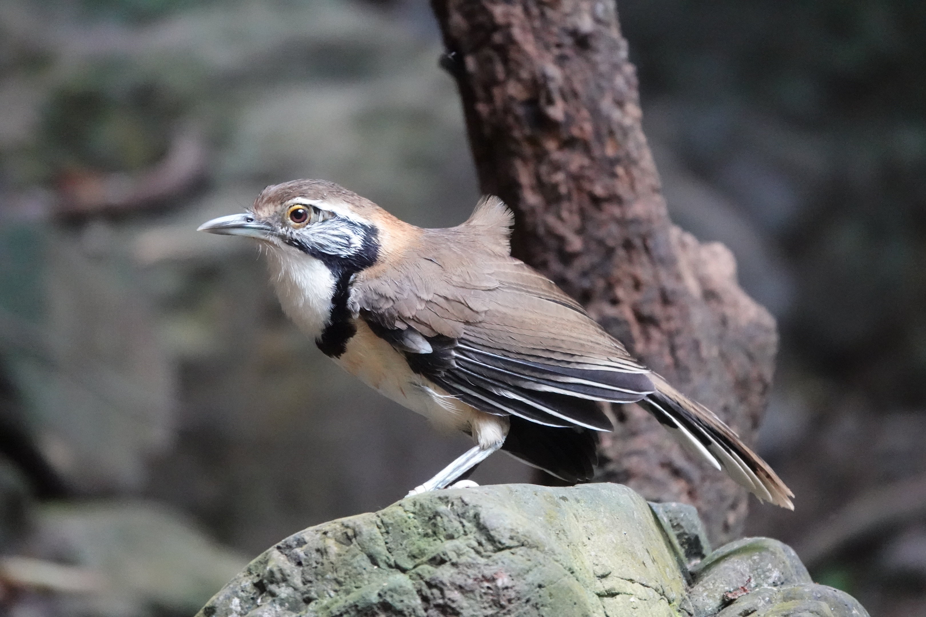 Greater Necklaced Laughingthrush