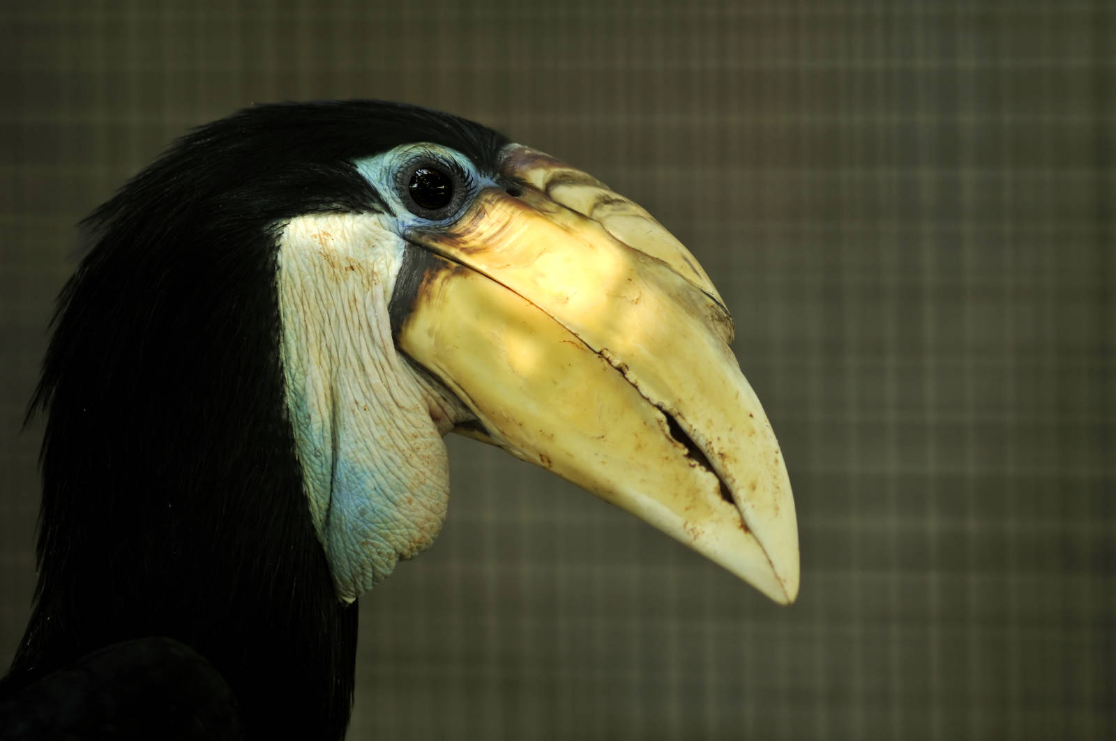 Greater New Guinea hornbill at Besancon