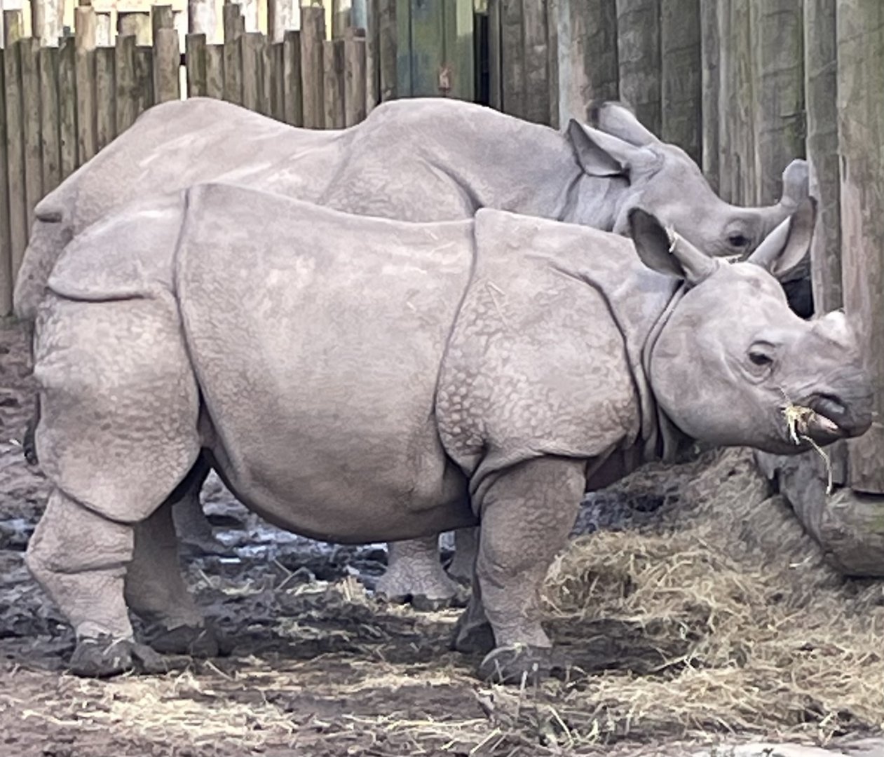 Greater One-Horne Rhino and Young