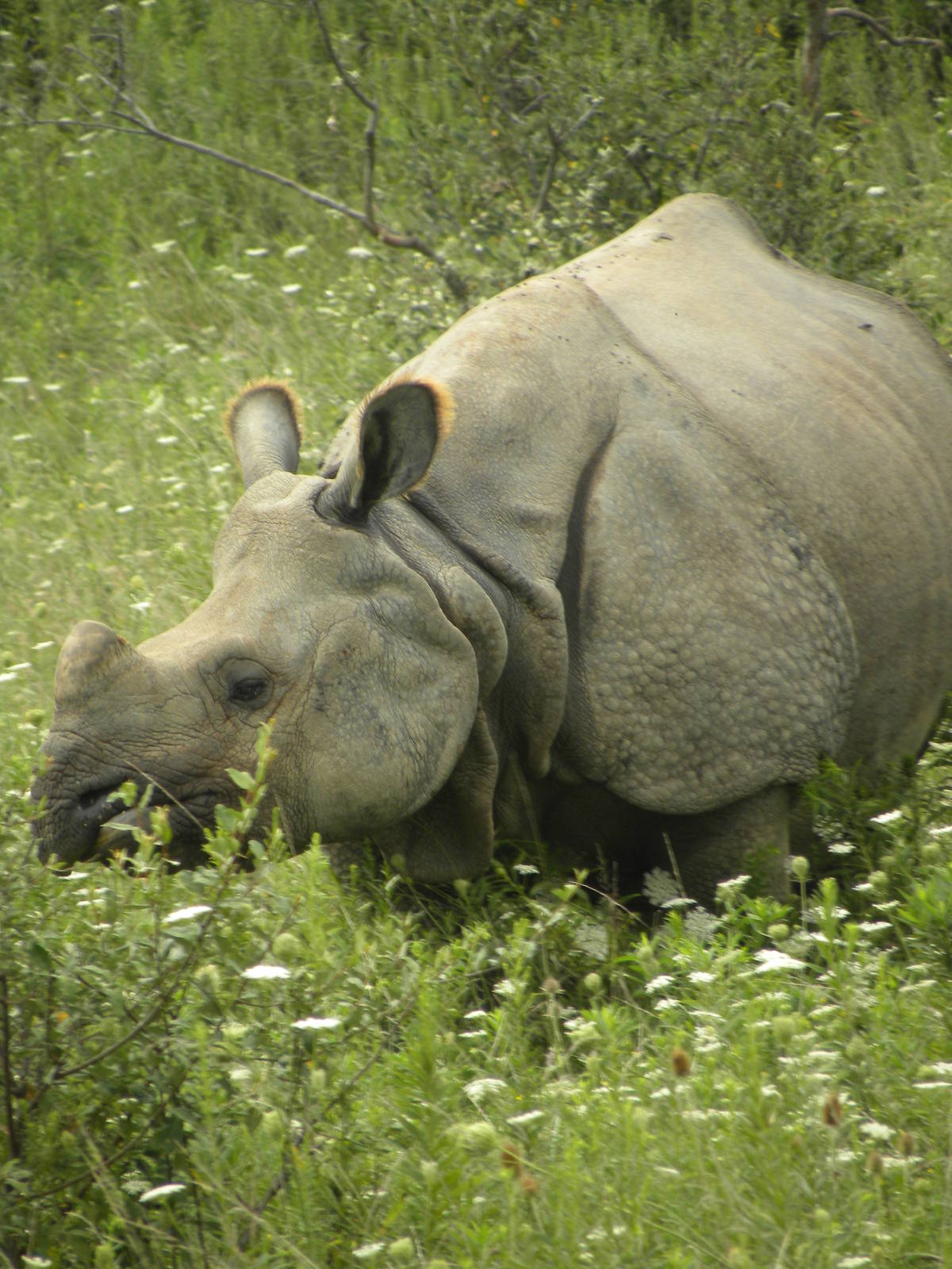 Greater One-horned  Asian Rhino