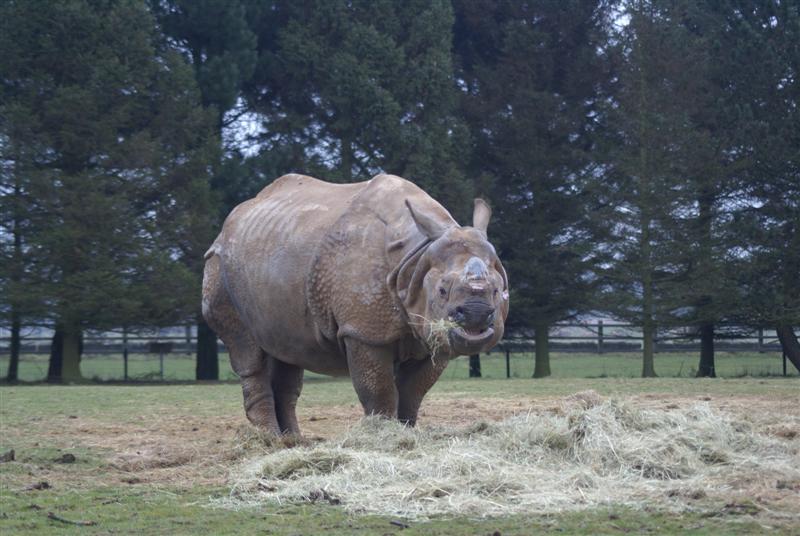 Greater one horned rhino 1 Jan 09
