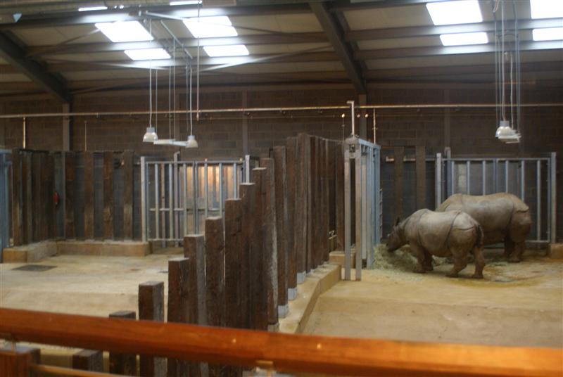 Greater one horned rhino 1 Jan 09