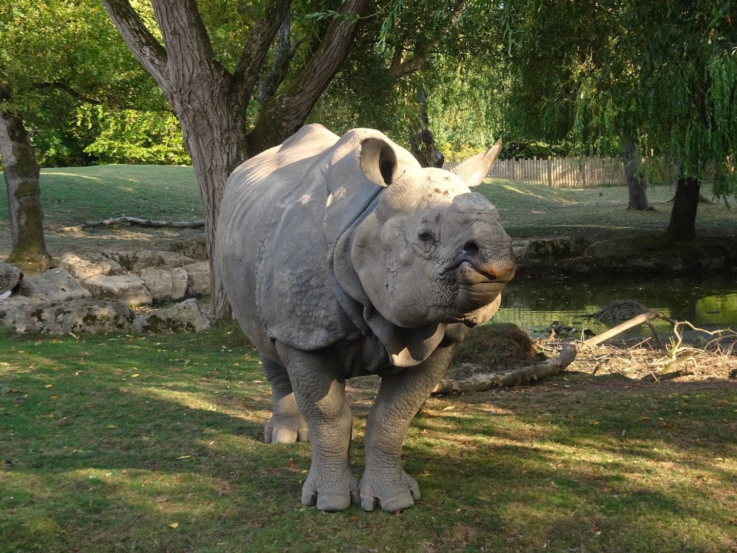 Greater one-horned Rhino 16 August 2025