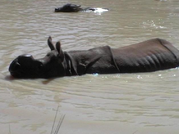 Greater One-horned Rhino (2004)