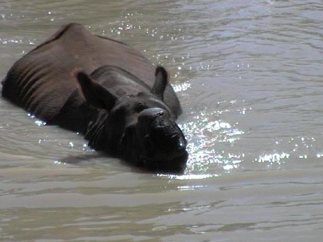 Greater One-horned Rhino (2004)