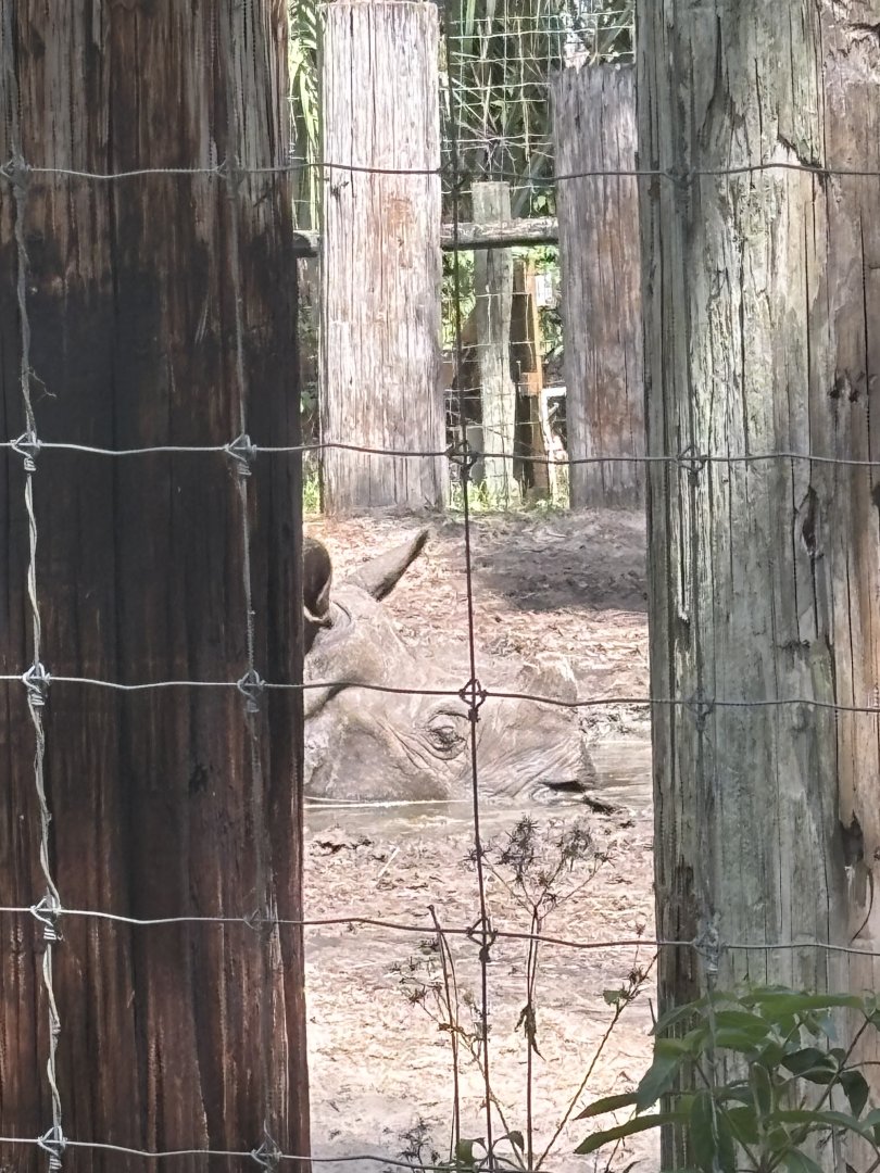 Greater One Horned Rhino - 5/27/2025