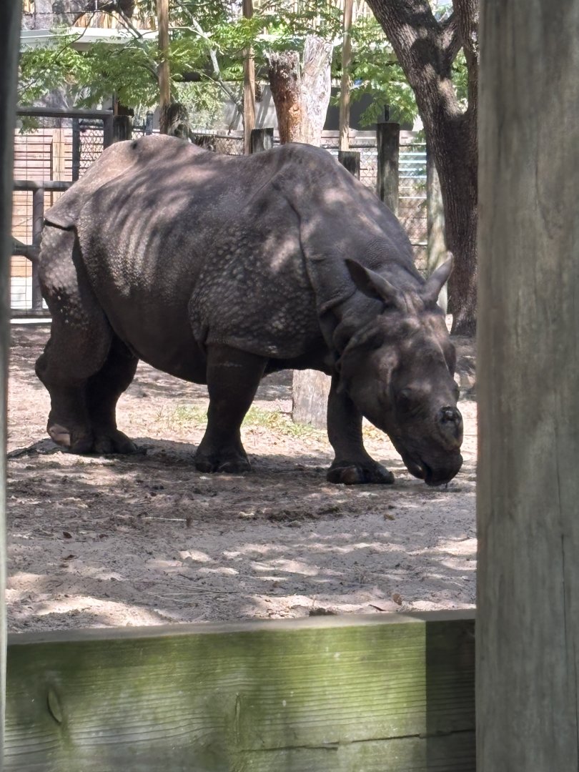 Greater One Horned Rhino - 5/27/2025