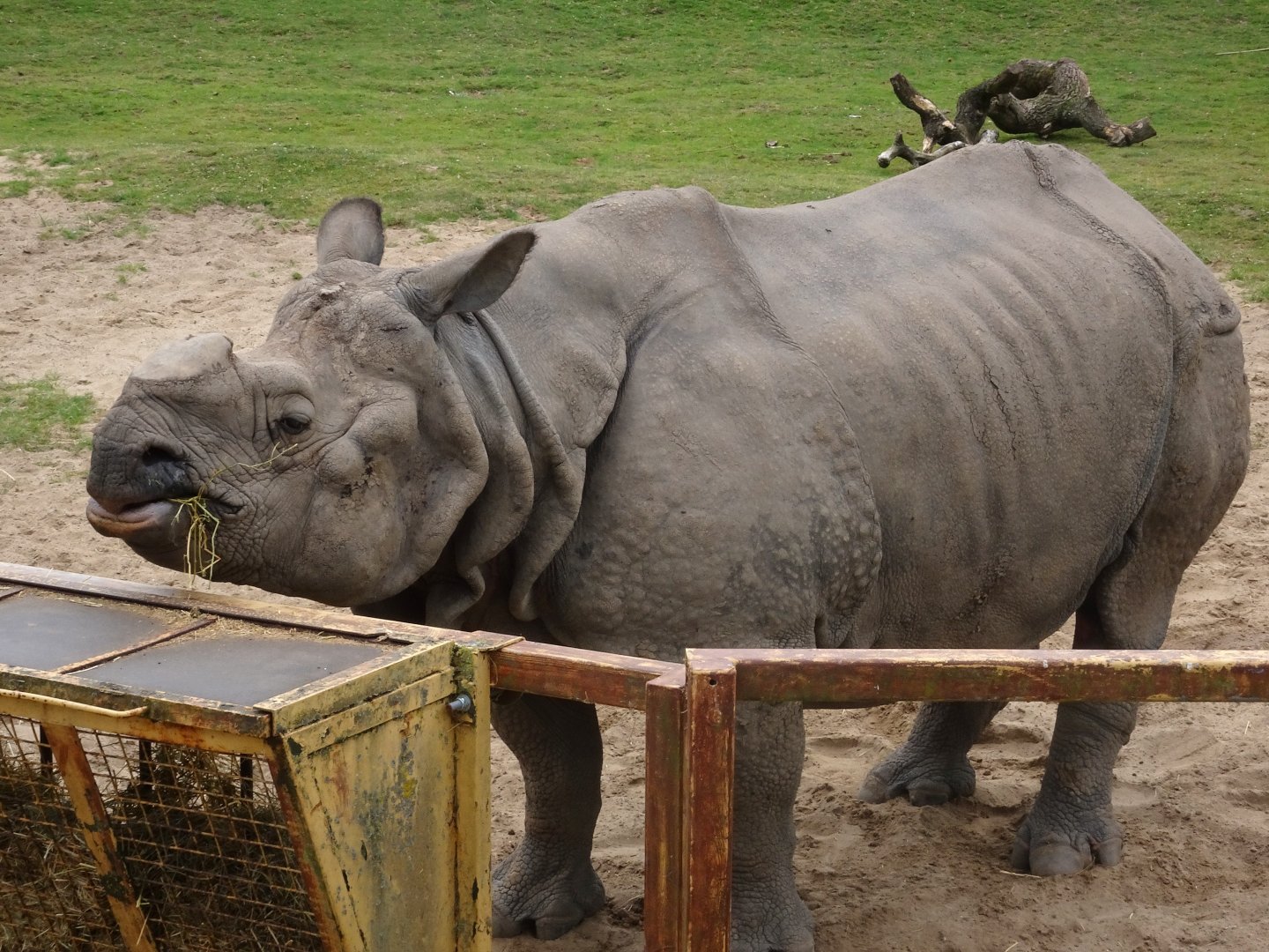 Greater one-horned rhino 5 July 2025
