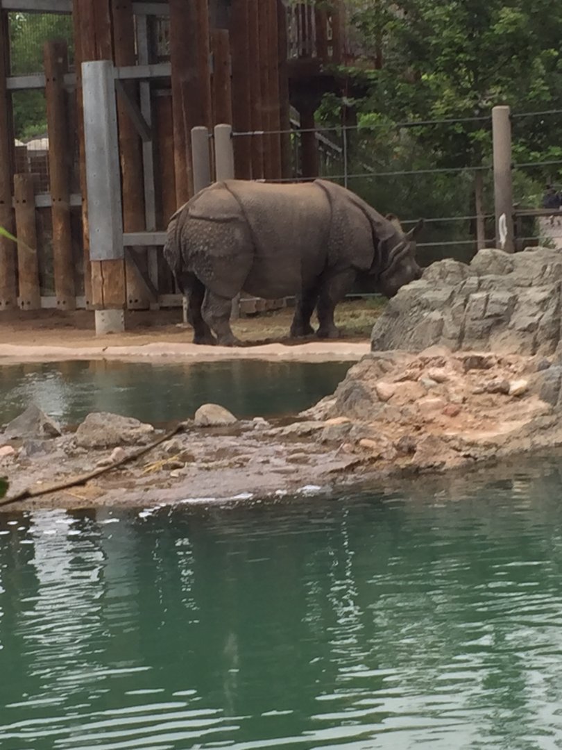 Greater one-horned rhino 6-23-2017