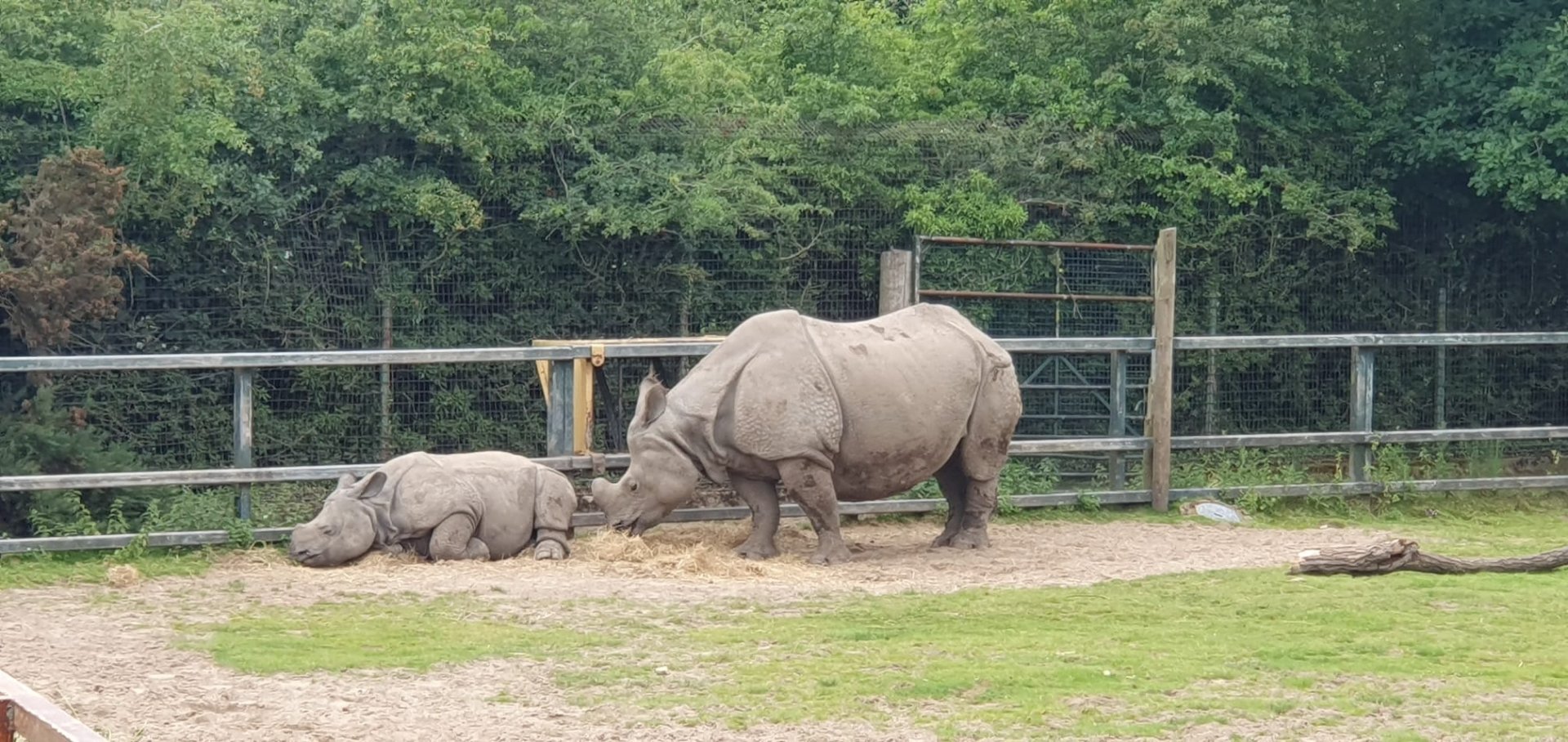 Greater-One Horned Rhino 8/7/23
