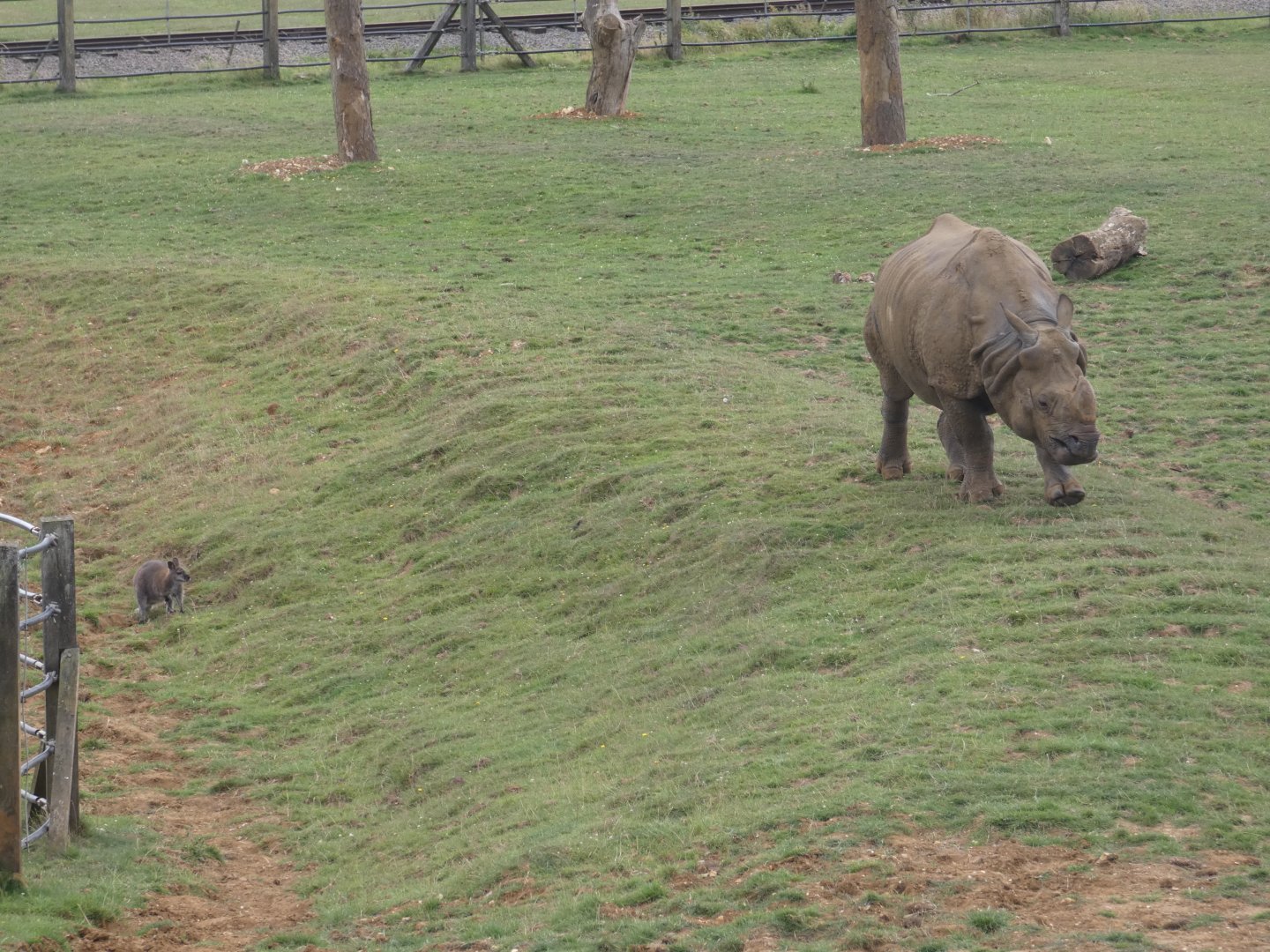 Greater One-horned Rhino and Bennett's Wallaby