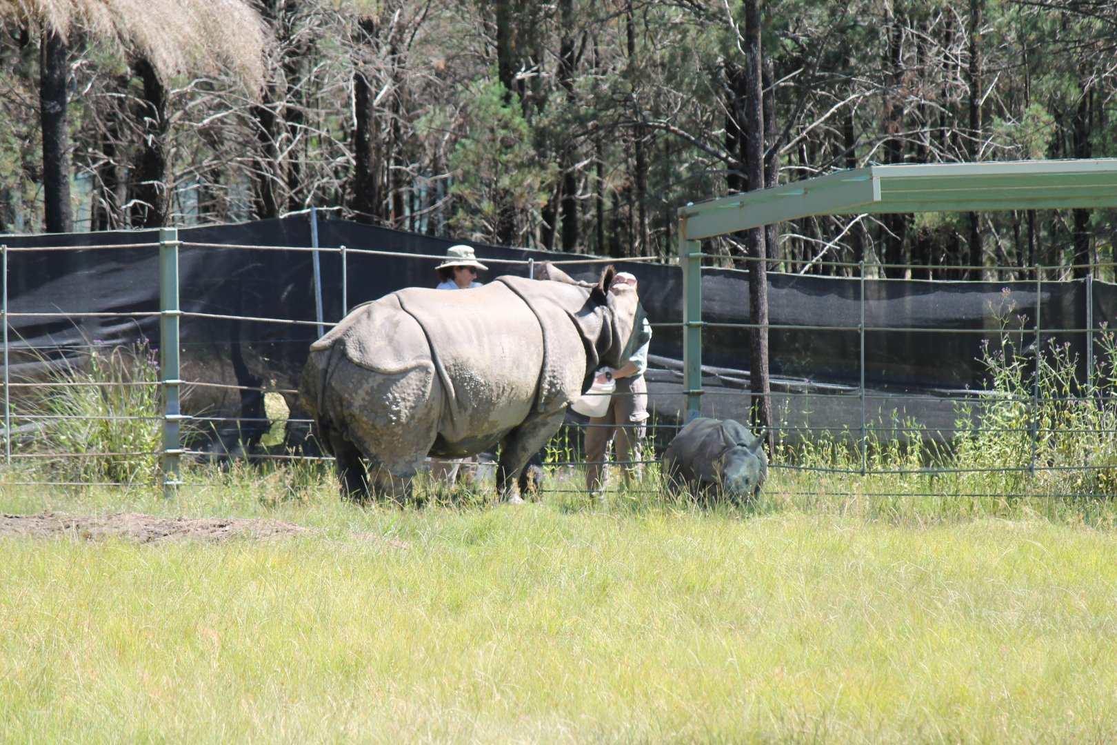 Greater One-horned Rhino and calf