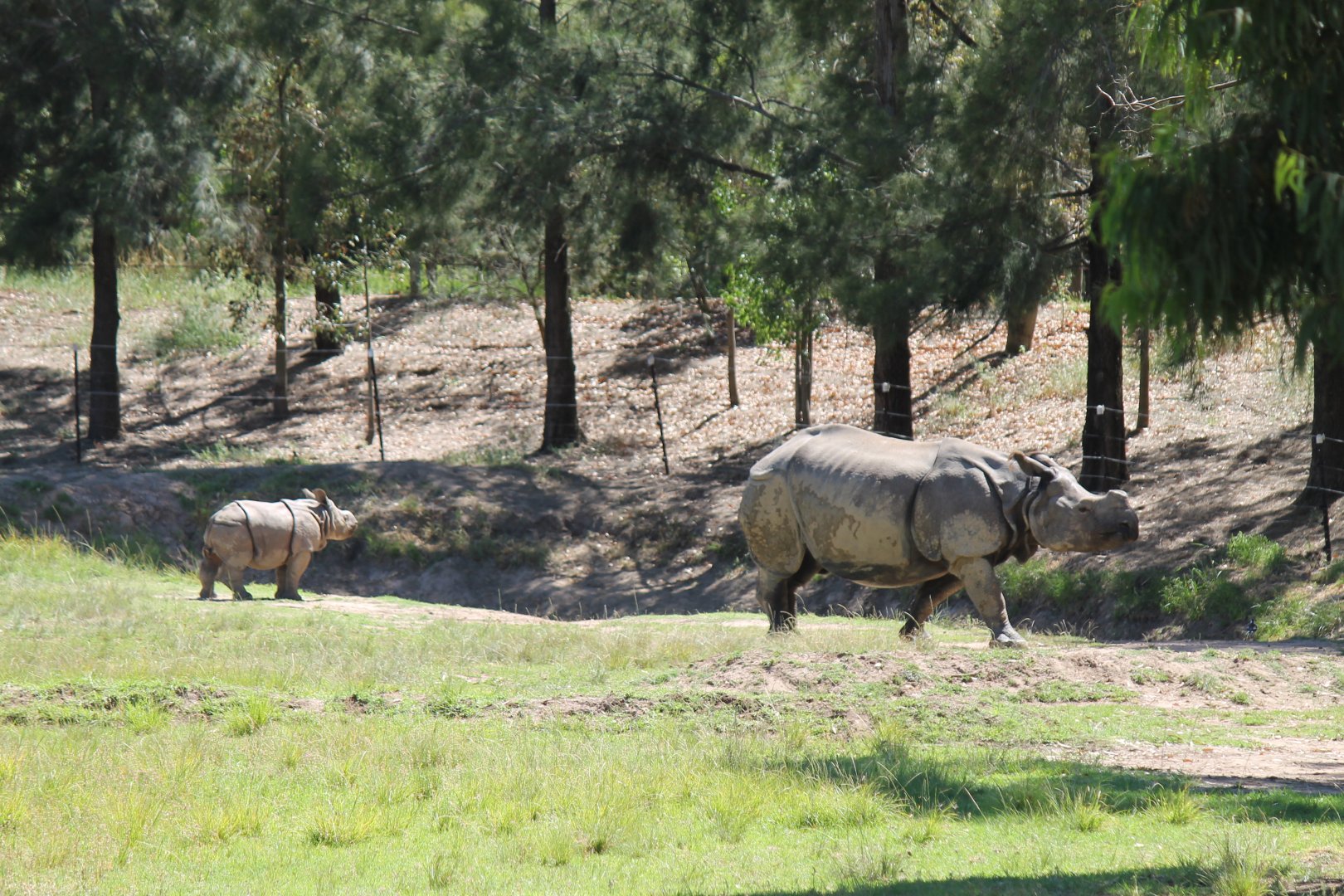 Greater One-horned Rhino and calf