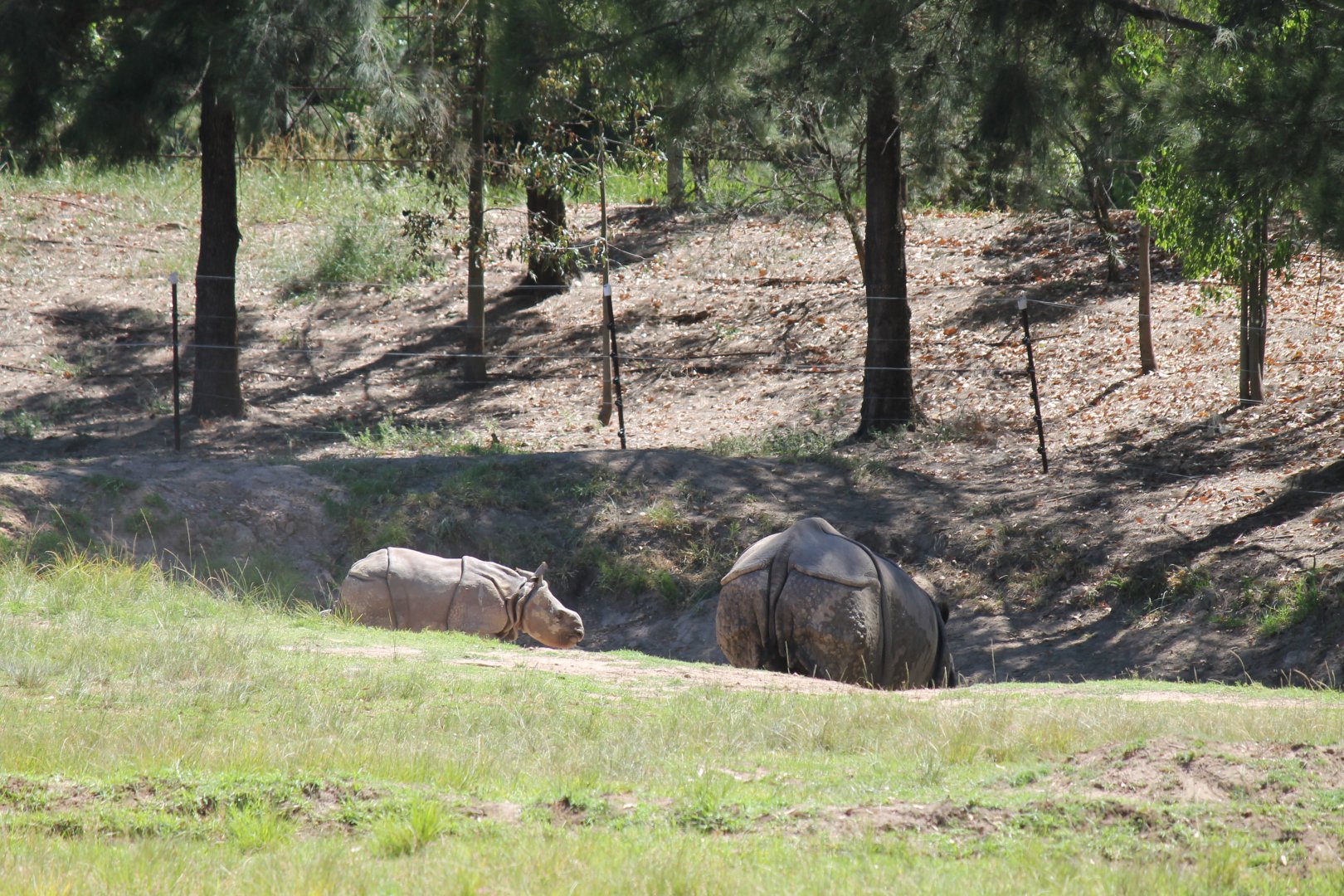 Greater One-horned Rhino and calf