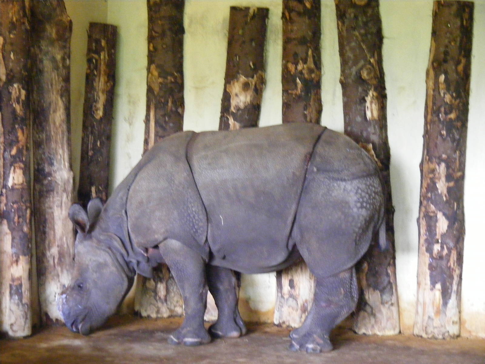Greater one-horned rhino at Edinburgh Zoo, 21 May 2010