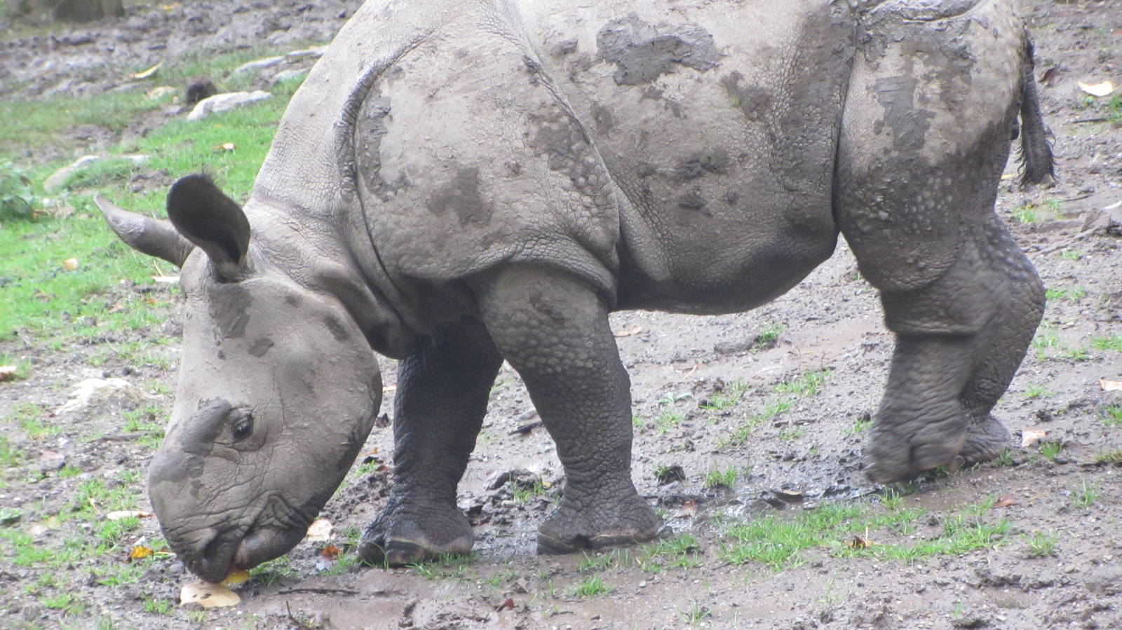 Greater One Horned Rhino Baby